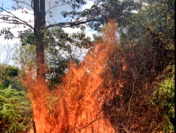 Oknum tak Bertanggungjawab Bakar Hutan di Taman Dealova