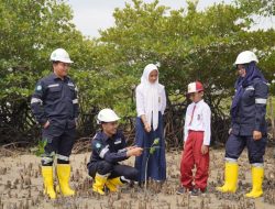 PT Timah Tbk Terus Gencarkan Penanaman Mangrove