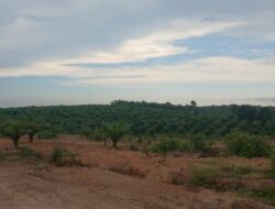 40 Hektare Lahan IUP PT Timah di Belitung Diduga Dijual Secara Ilegal